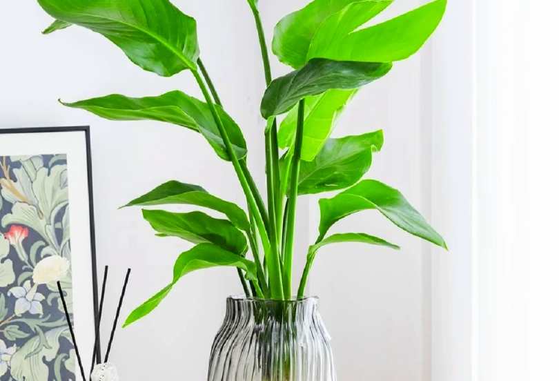 天堂鳥種植光照