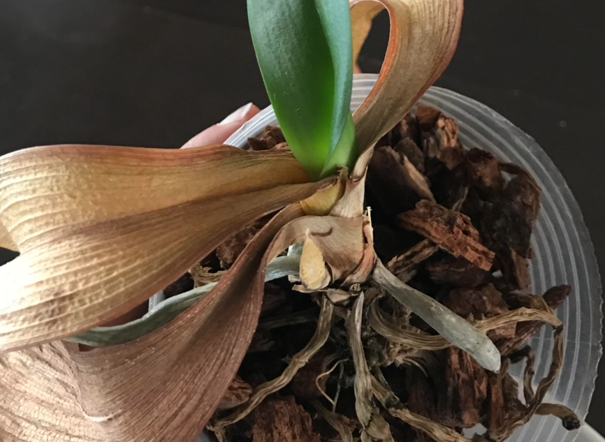 蝴蝶蘭救活方法