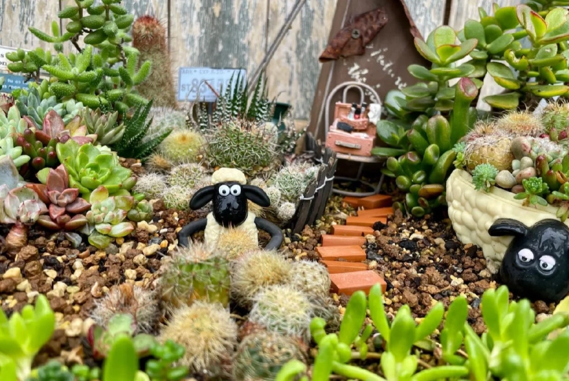多肉植物袖珍花園