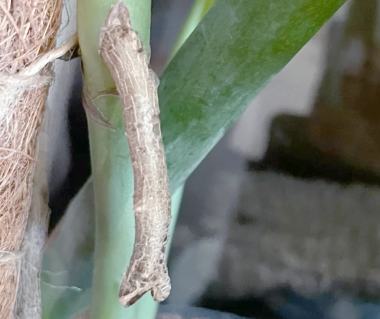 龜背芋氣根修剪