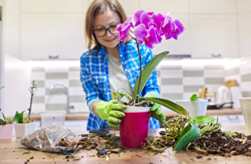 蘭花換盆步驟