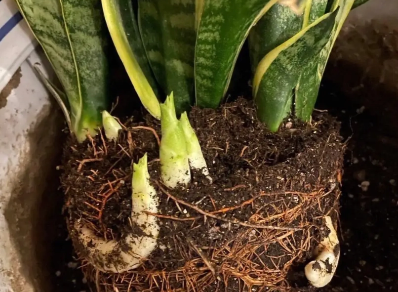 虎尾蘭土怎麼配