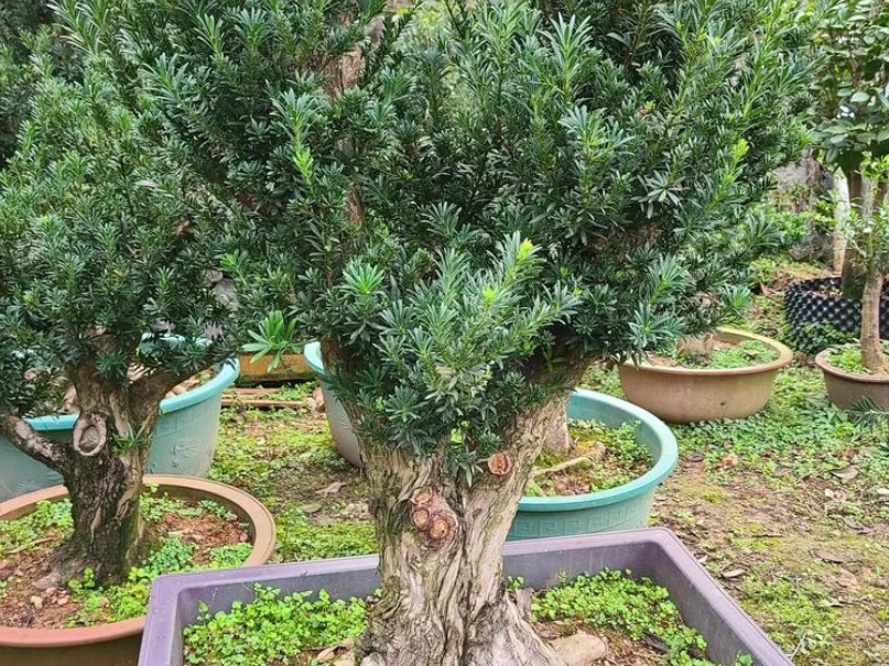 羅漢松樹幹增粗