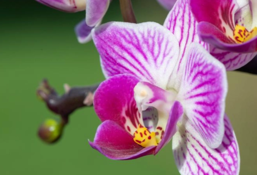 蝴蝶兰阳光照射