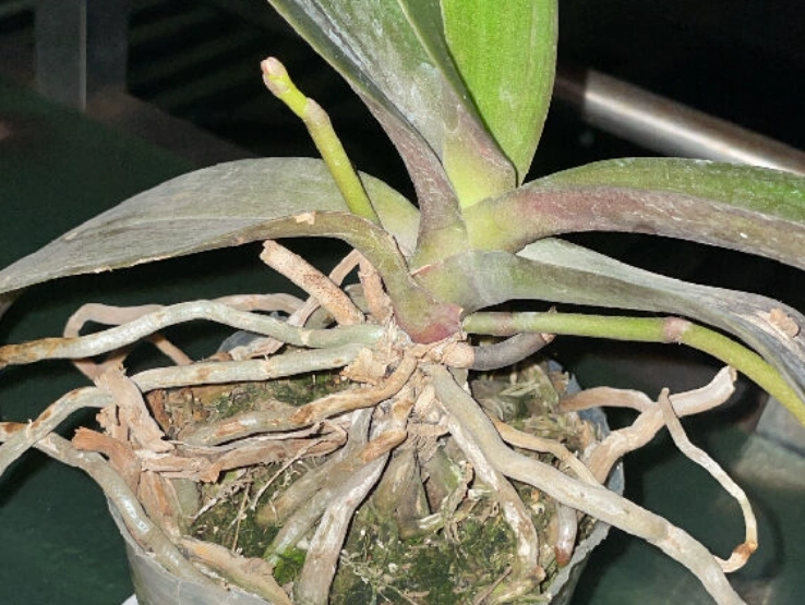 蘭花氣根外露原因