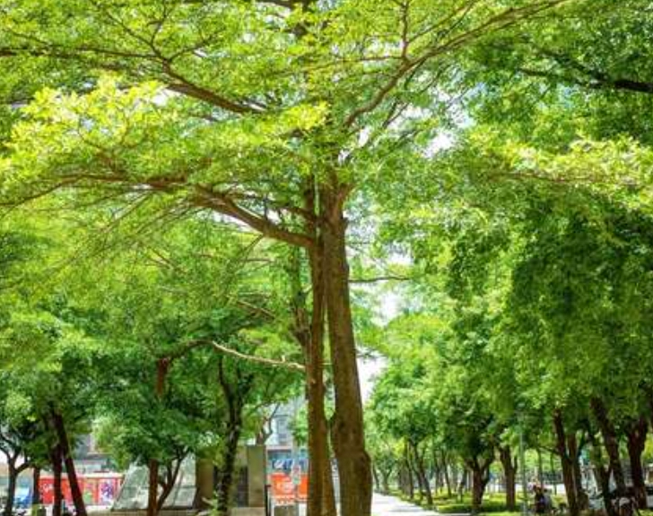 小葉欖仁樹護理