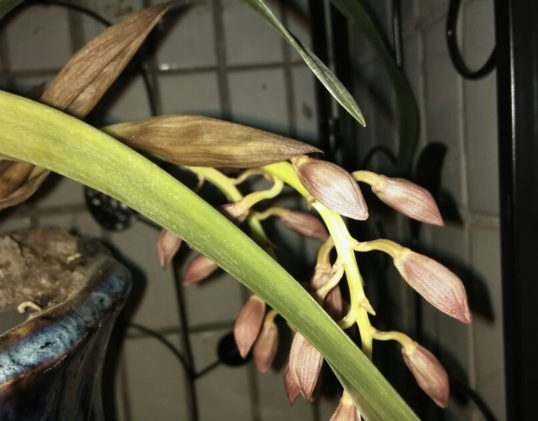 蘭花花苞枯萎原因