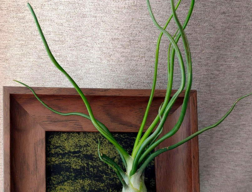 空氣鳳梨章魚 好處