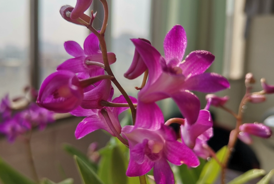 蘭花光照需求 蘭花光照需求