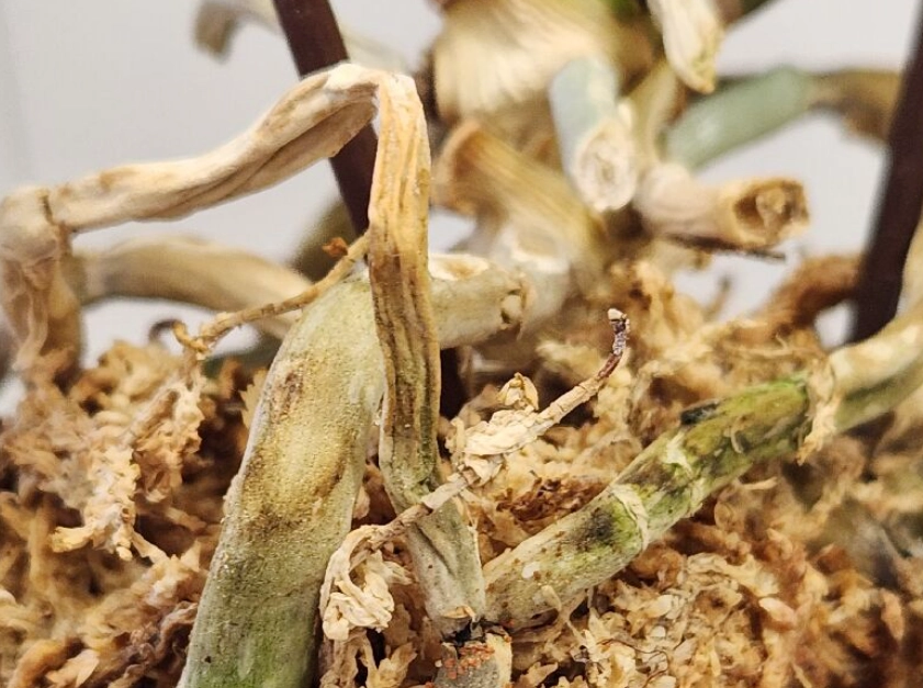 蝴蝶蘭救活方法