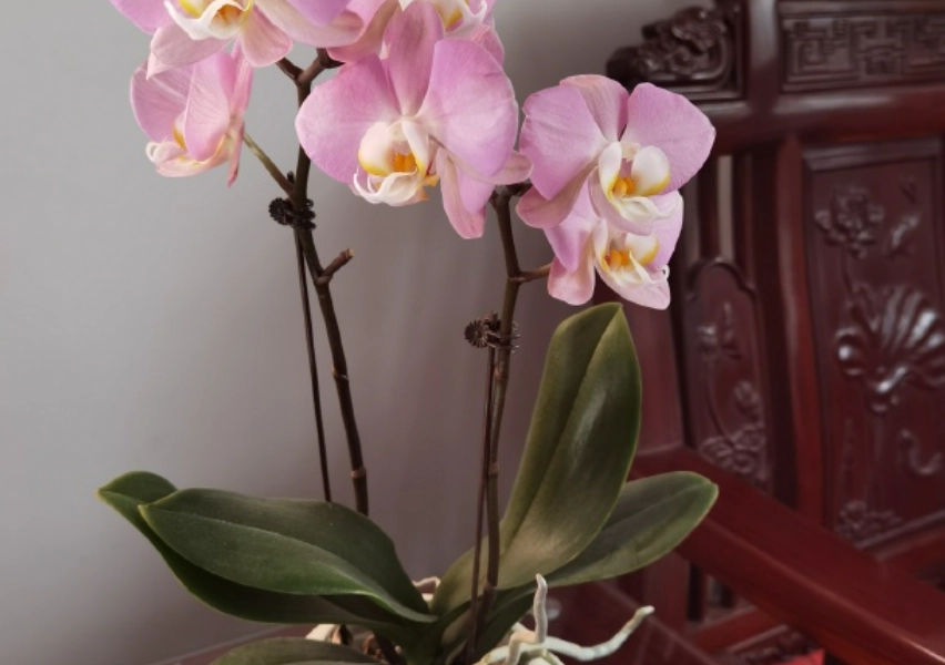 蝴蝶蘭養護技巧