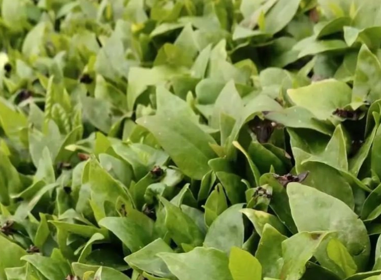 玉蘭花種子如何發芽