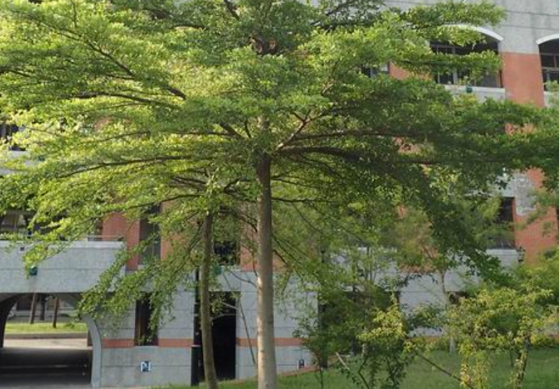 小葉欖仁修剪時間