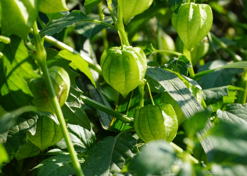 燈籠果照顧技巧