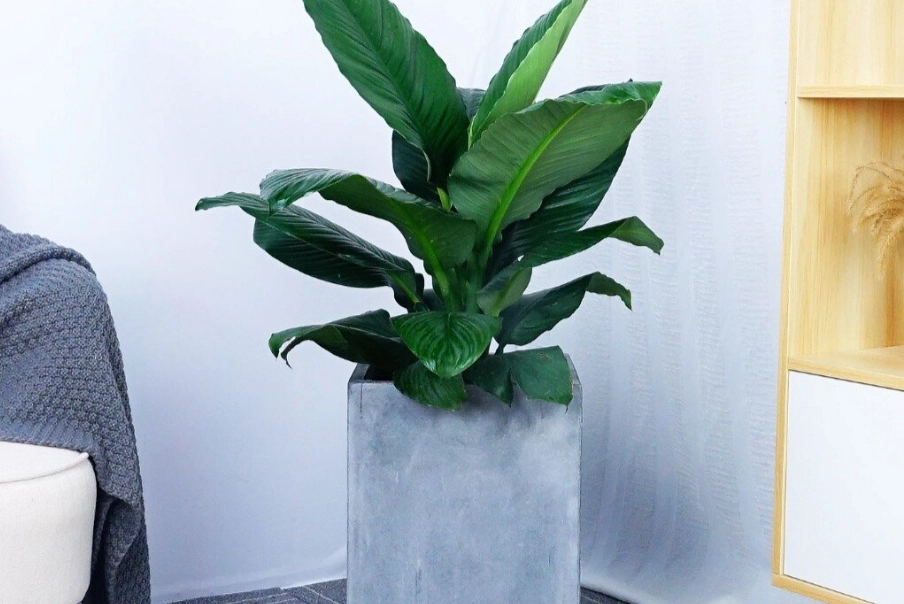 綠巨人植物病害