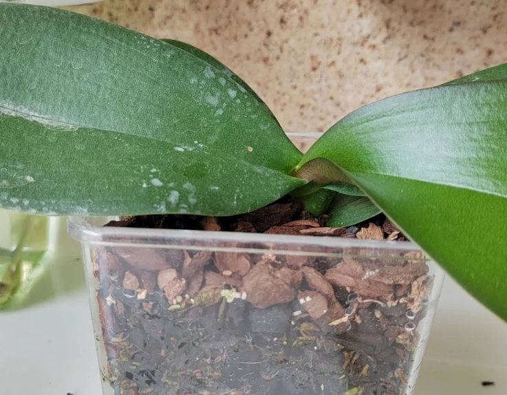 蝴蝶蘭樹皮介質