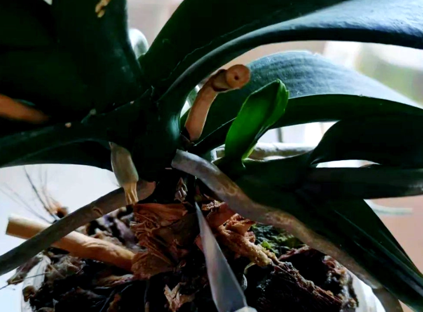 蝴蝶蘭分株方法