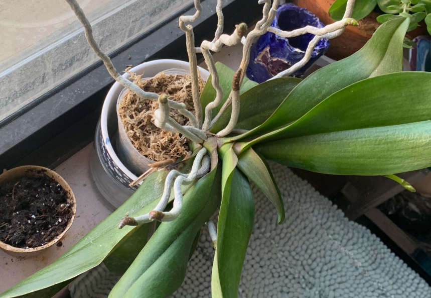 蝴蝶蘭修剪方法