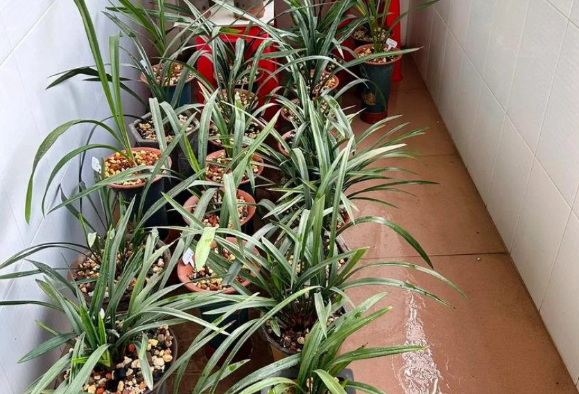 蘭花室內種植