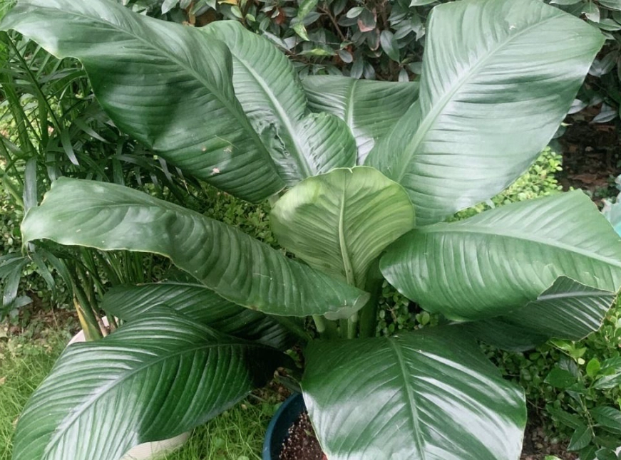 綠巨人植物照顧