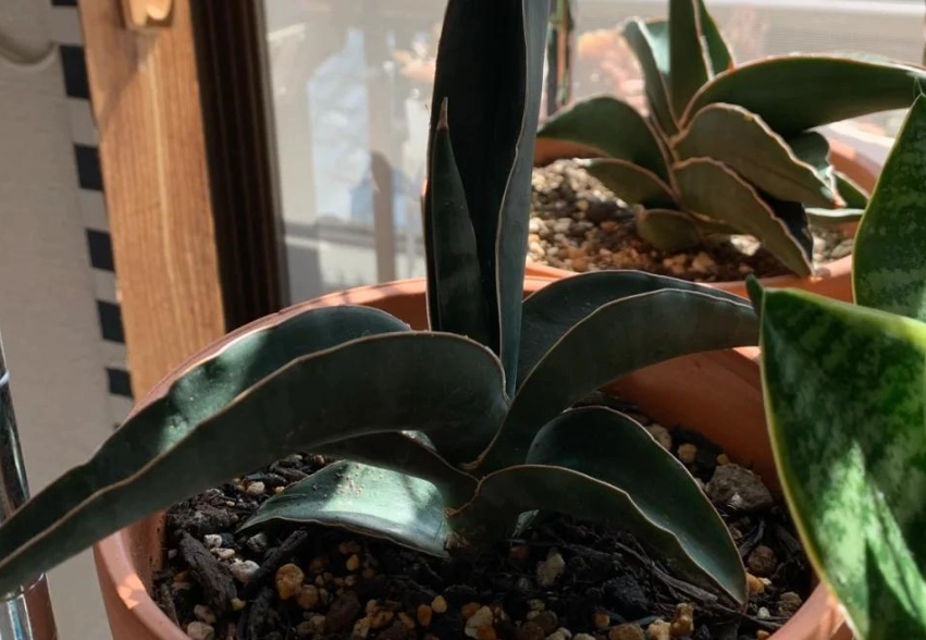 虎尾蘭養護技巧