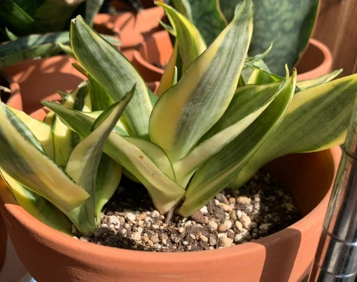 虎尾蘭養護技巧