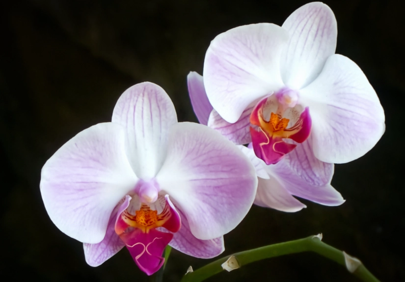 蝴蝶兰阳光照射