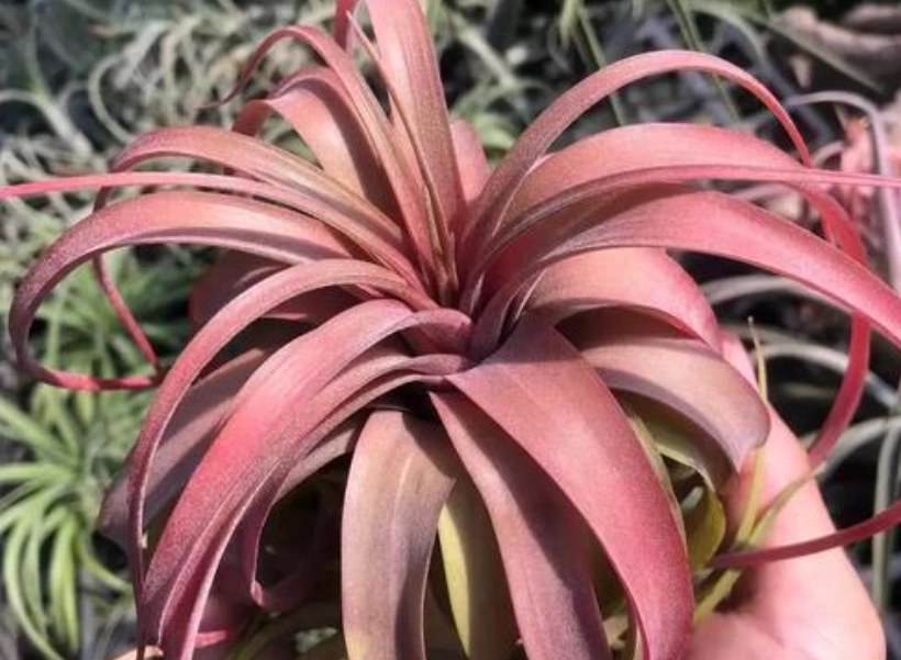 室內植物淨化空氣