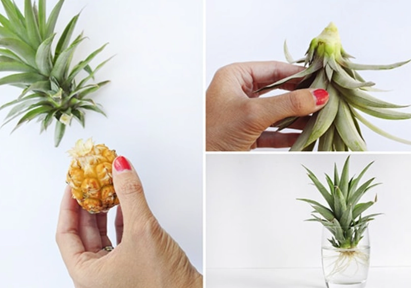居家種菠蘿技巧