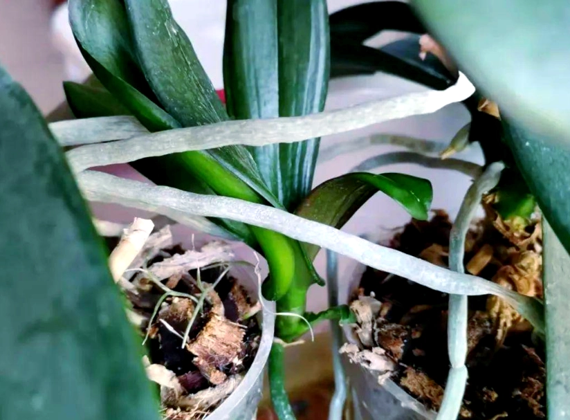 蝴蝶蘭分株時機