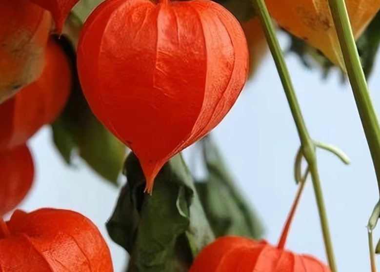 燈籠果種植修剪