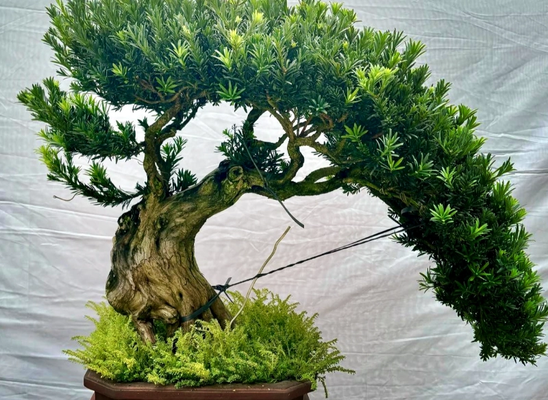 羅漢松樹幹增粗