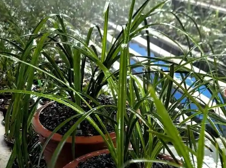 蘭花澆水頻率 蘭花澆水頻率