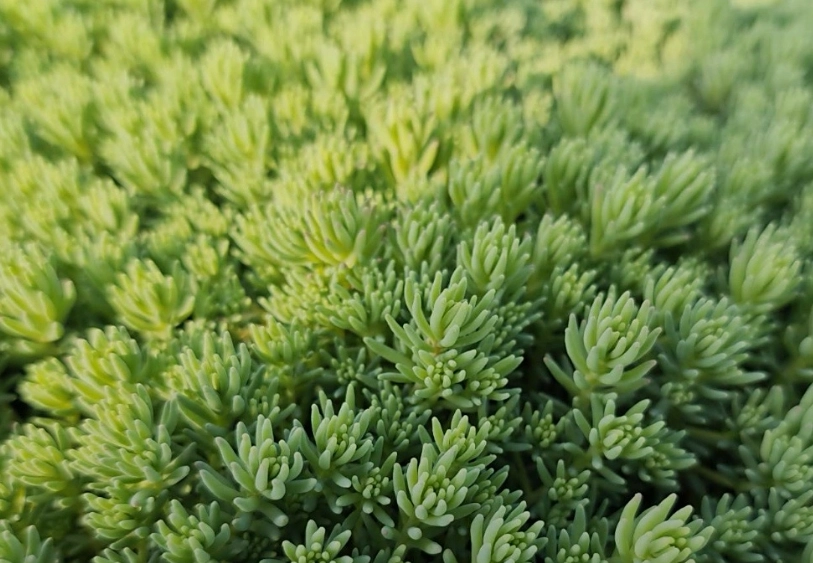 多肉植物綠景天