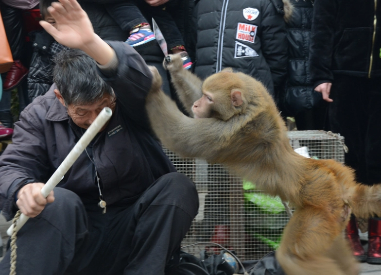 猴子夢境心理學