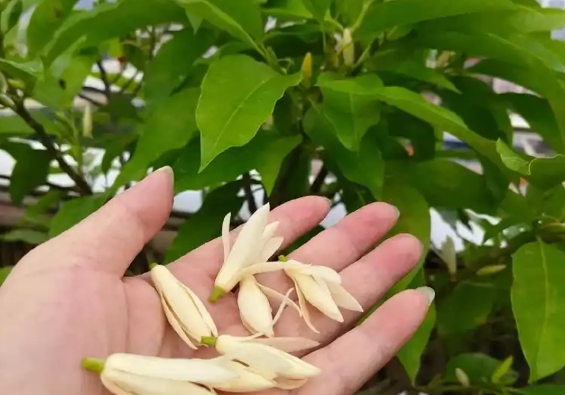 白蘭花如何保存 白蘭花如何保存