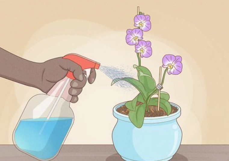 蘭花淋水方法 蘭花淋水方法