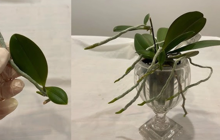 蘭花氣根外露原因