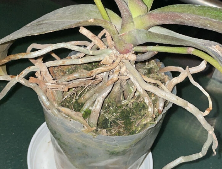 蝴蝶蘭枯萎急救