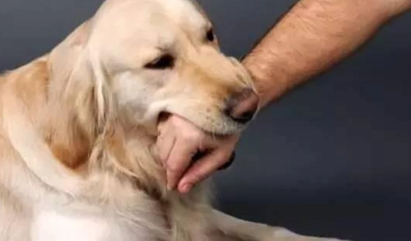 狗咬右手 夢境解析