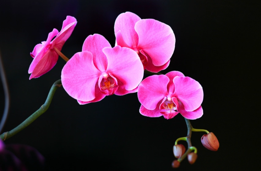 蝴蝶蘭開花後照顧