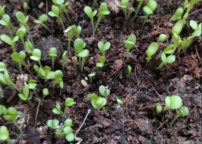 玉蘭花種子如何發芽