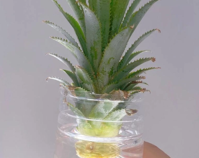 居家種菠蘿技巧