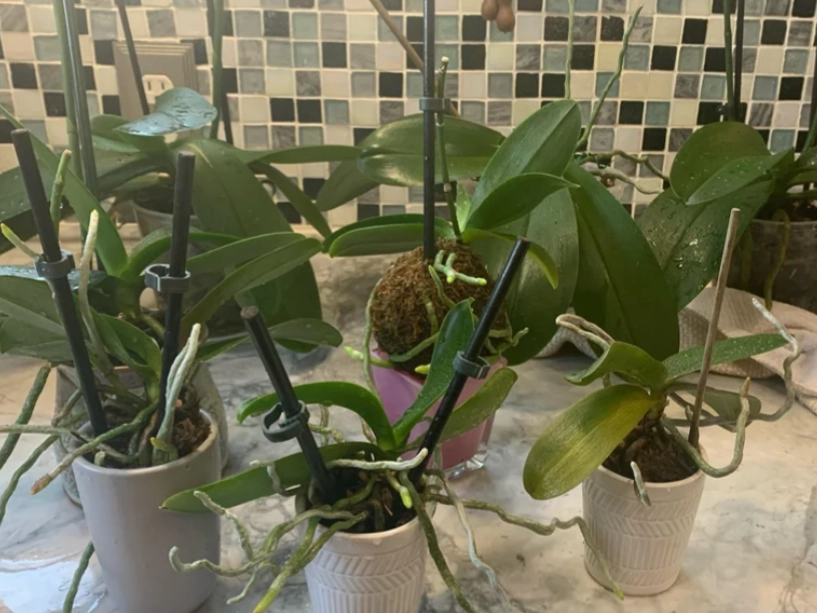 蝴蝶蘭氣根照顧