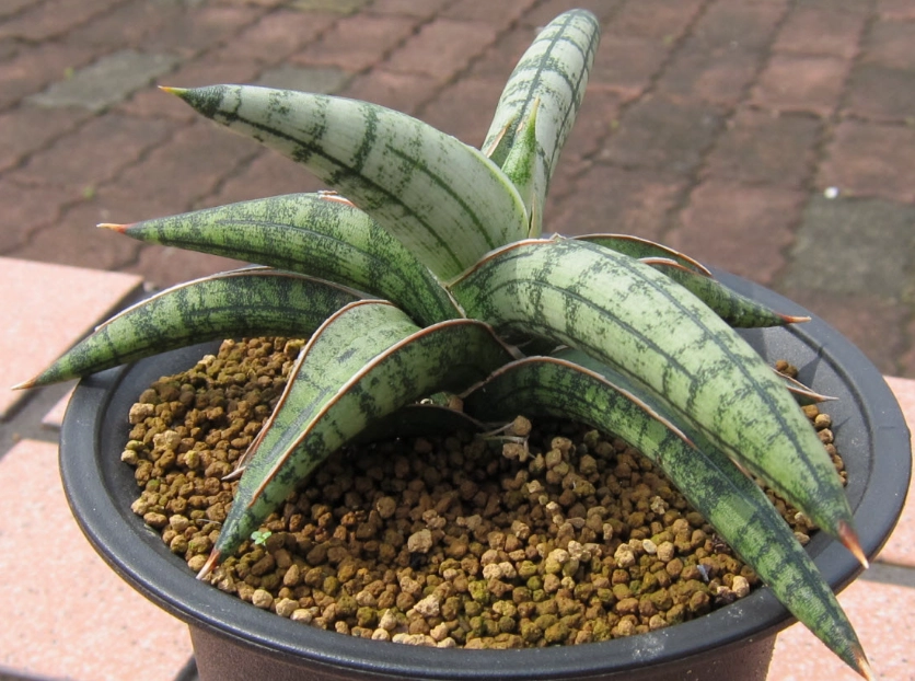 虎尾蘭土怎麼配