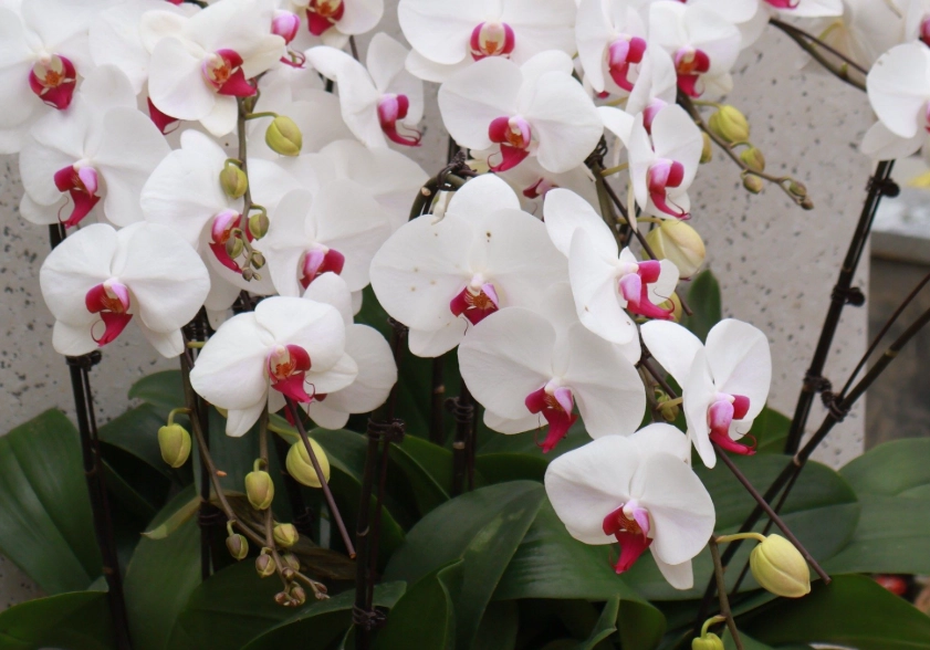 蘭花每年開花方法