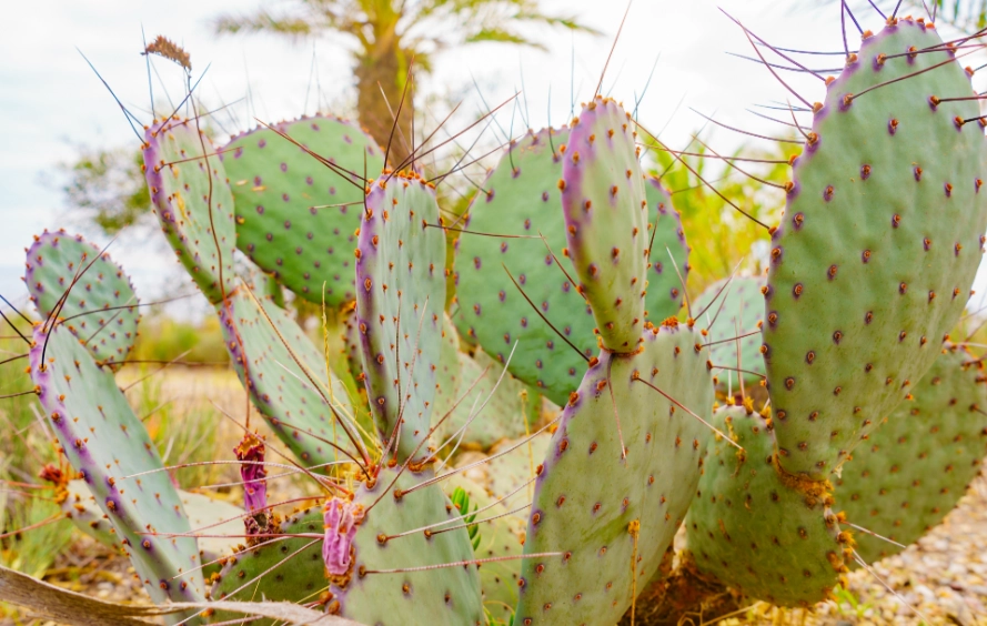 室內仙人掌益處