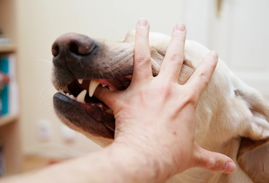 狗咬右手 夢境解析