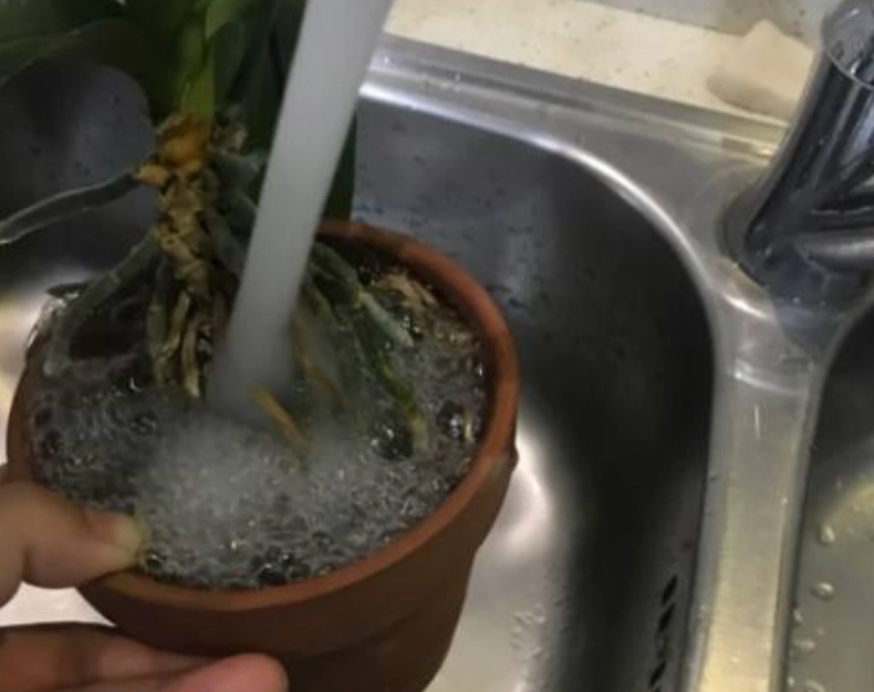 蘭花淋水方法 蘭花淋水方法