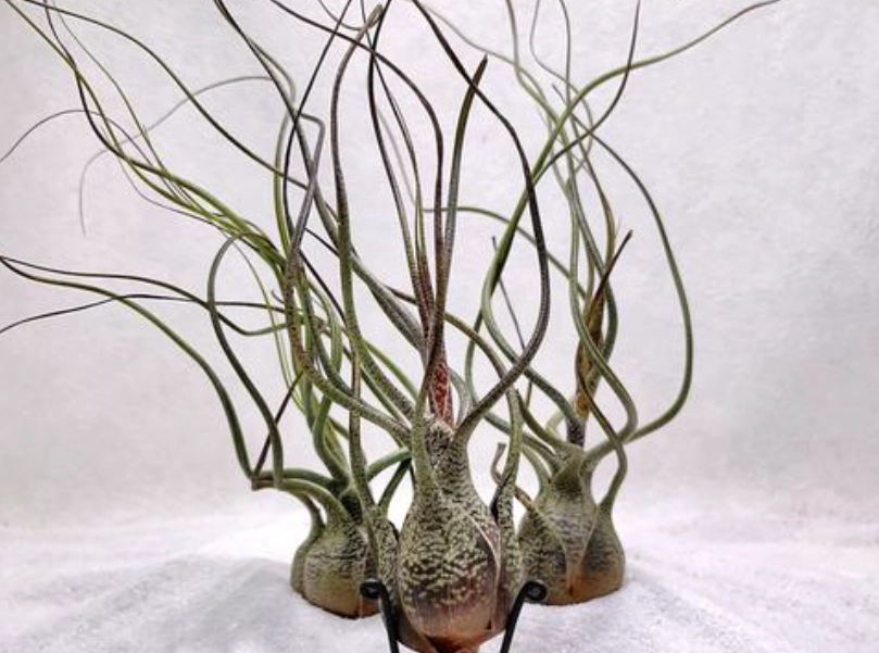 空氣鳳梨章魚 照顧方法